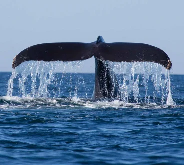 Whale Watching Mirissa (1)