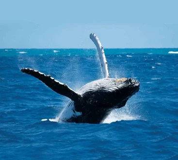 Whale Watching Mirissa (2)