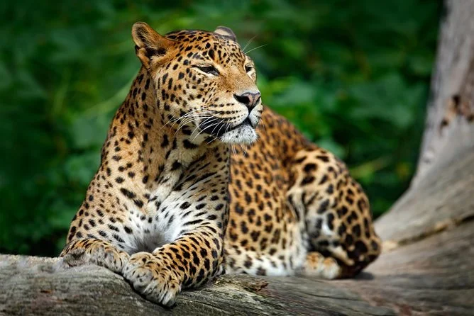 Wilpattu National Park Safari
