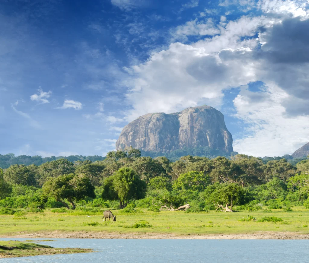 Yala National Park Safari