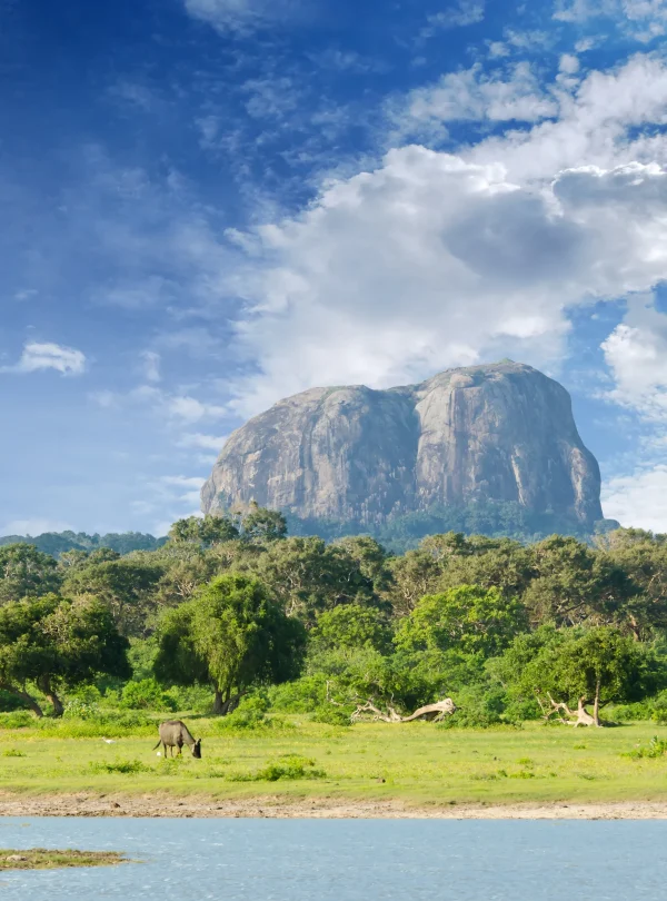 Yala National Park Safari