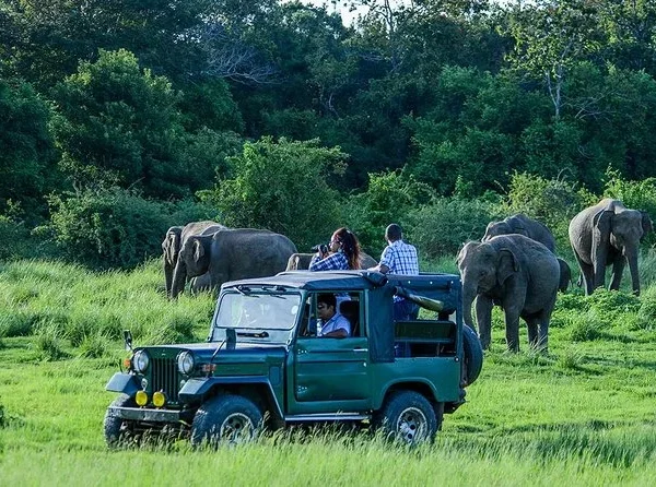 minneriya safari