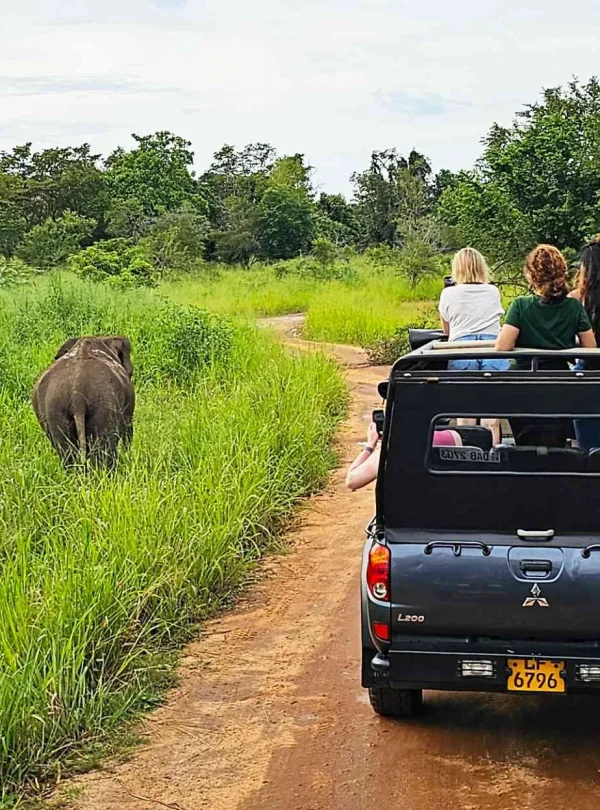 Minneriya National Park