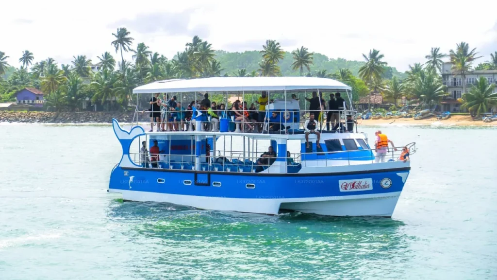 Whale Watching in Mirissa