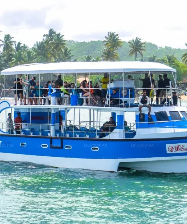 Whale Watching in Mirissa