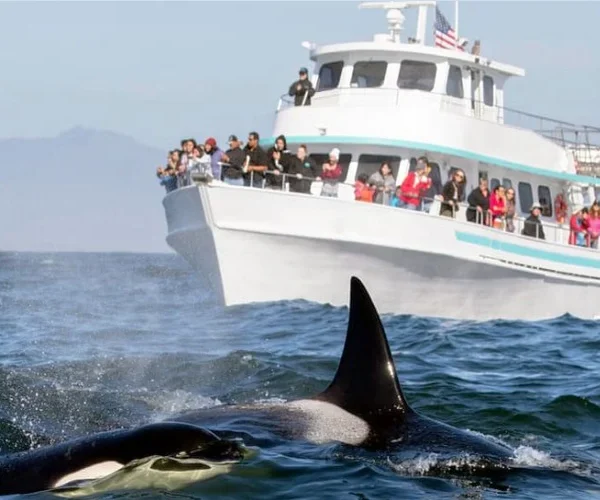 Whale Watching in Mirissa