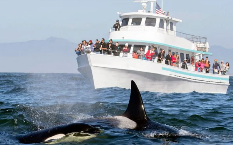 Whale Watching in Mirissa