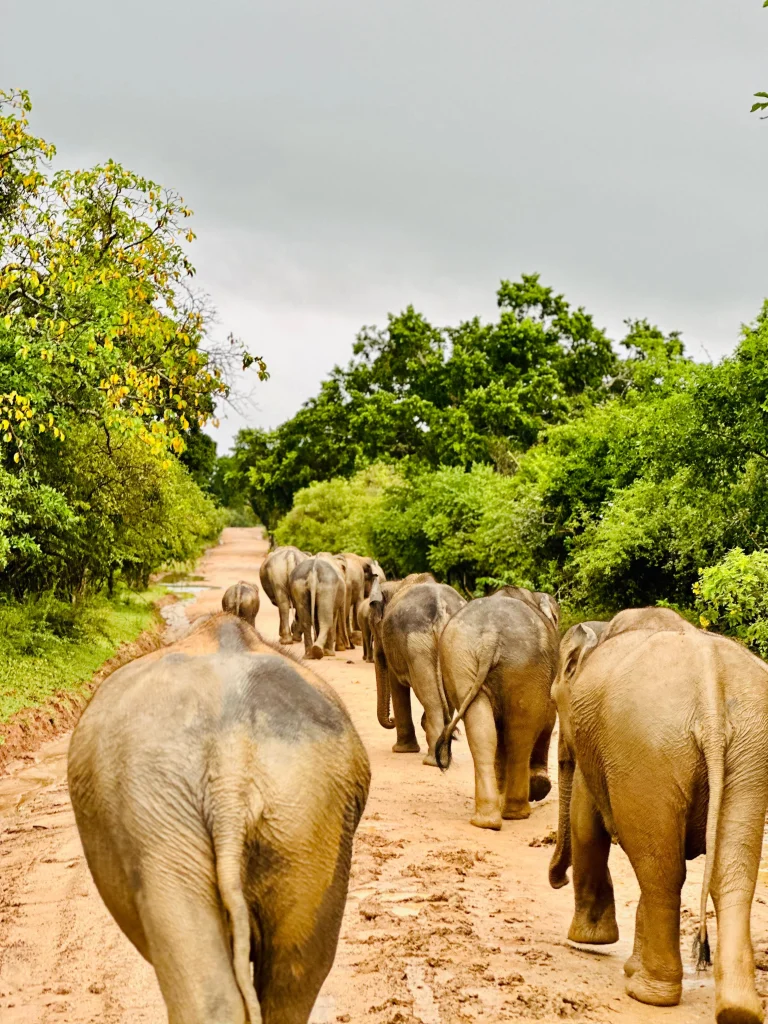 Yala National Park Safari