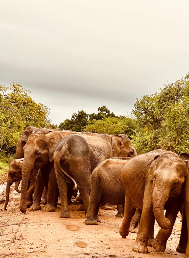 Yala National Park Safari