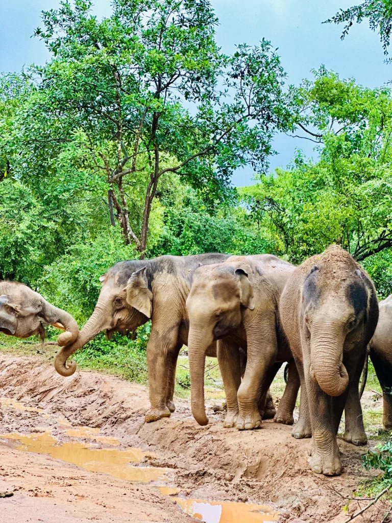 Yala National Park Safari