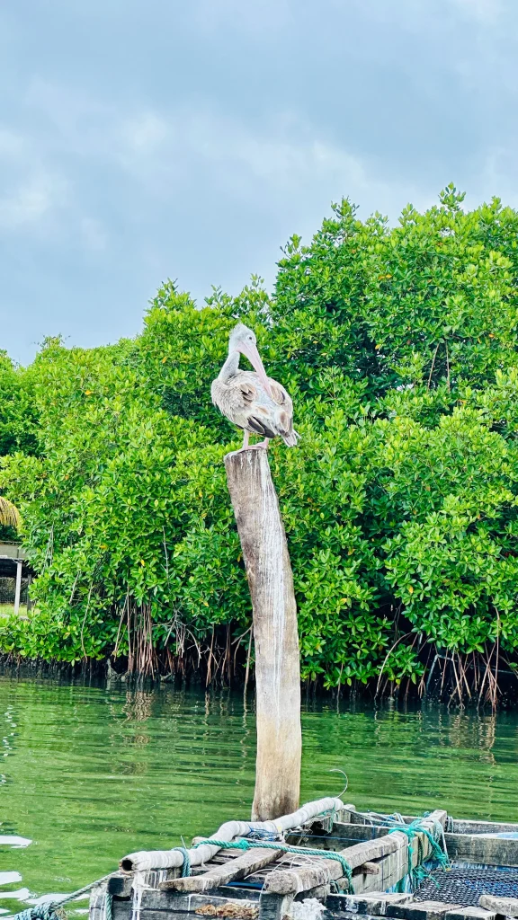 Negombo Lagoon tour
