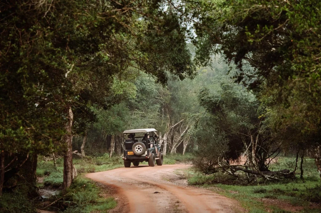 Wilpattu National Park Safari