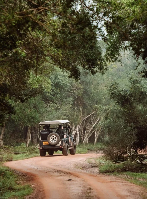 Wilpattu National Park Safari