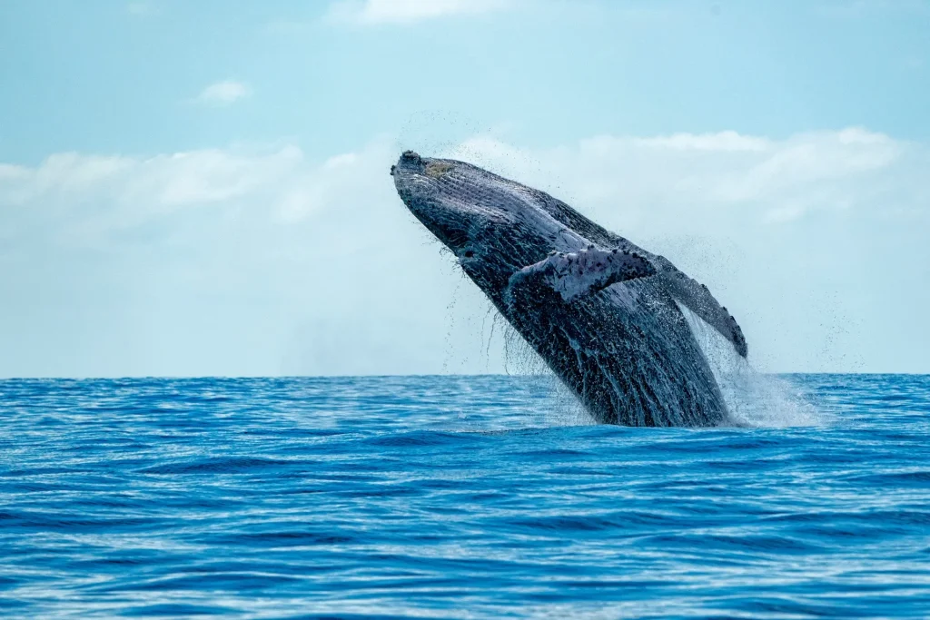 Whale Watching in Mirissa