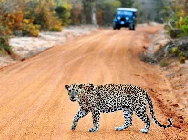 Wilpattu National Park Safari