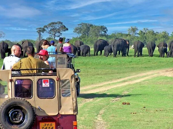Minneriya National Park