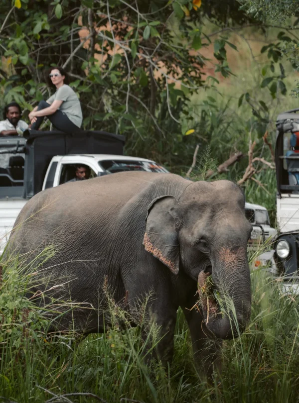 Minneriya National Park Safari