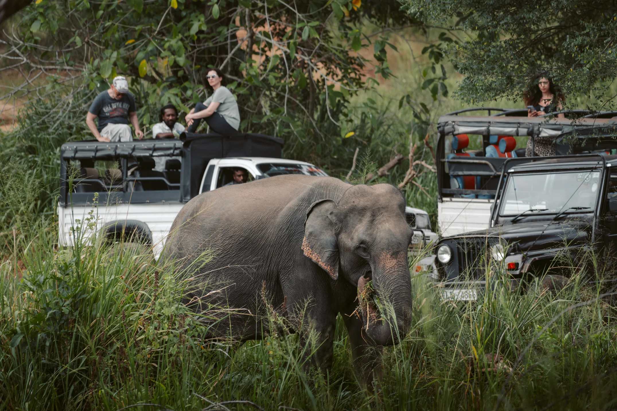 Minneriya National Park Safari