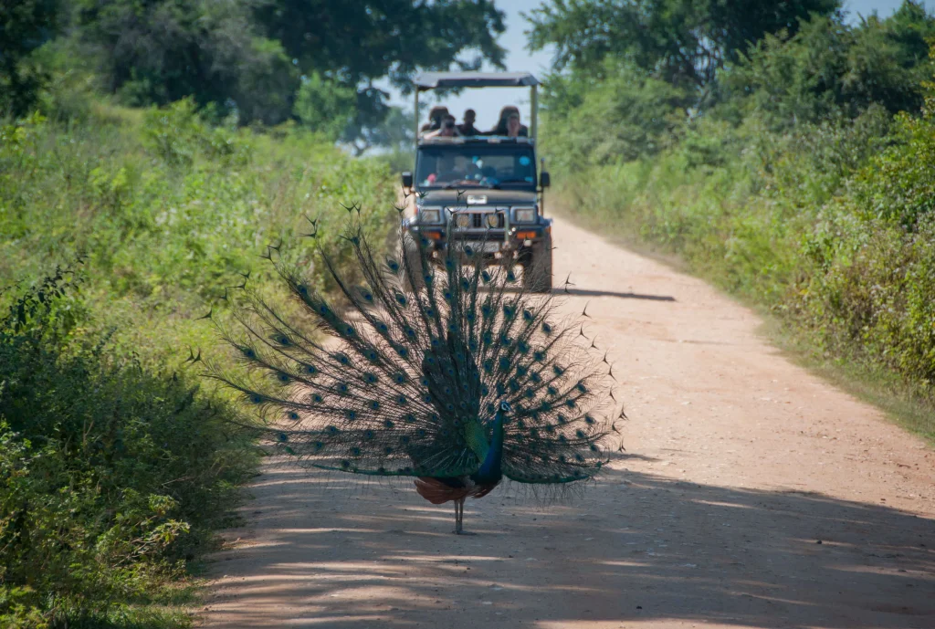 Wilpattu National Park Safari