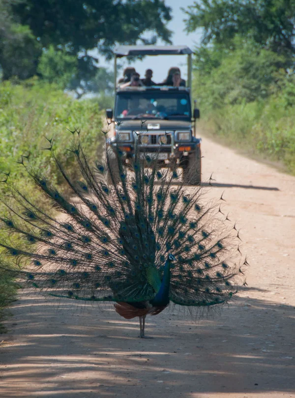 Wilpattu National Park Safari