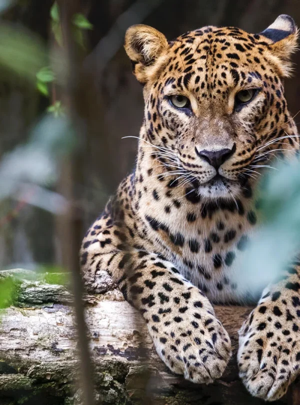 Yala National Park Safari