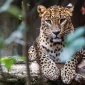 sri lanka leopard asian 85x85