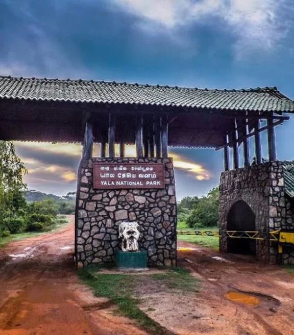 Yala National Park Safari