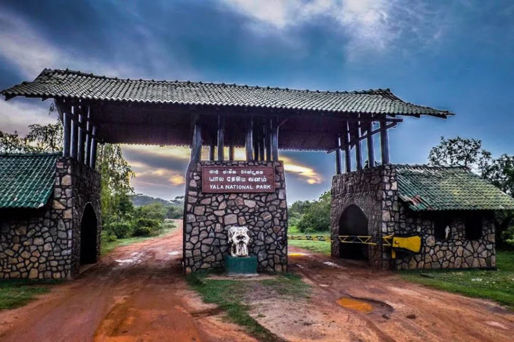 Yala National Park Safari