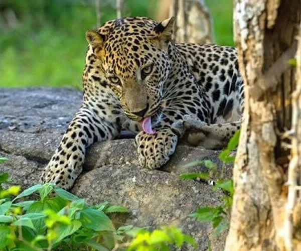 Yala National Park Safari