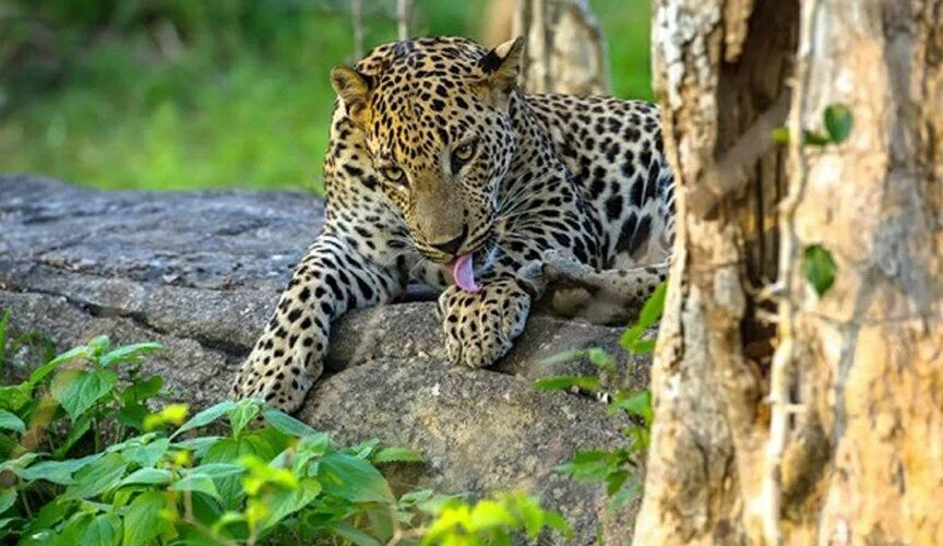 Yala National Park Safari