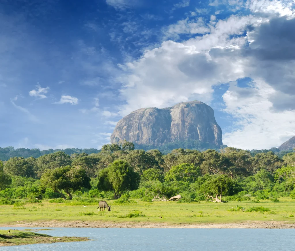 Yala Safari