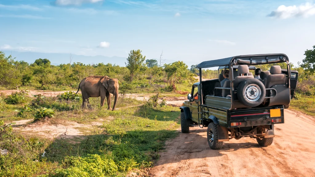 Wild Safari Srilanka