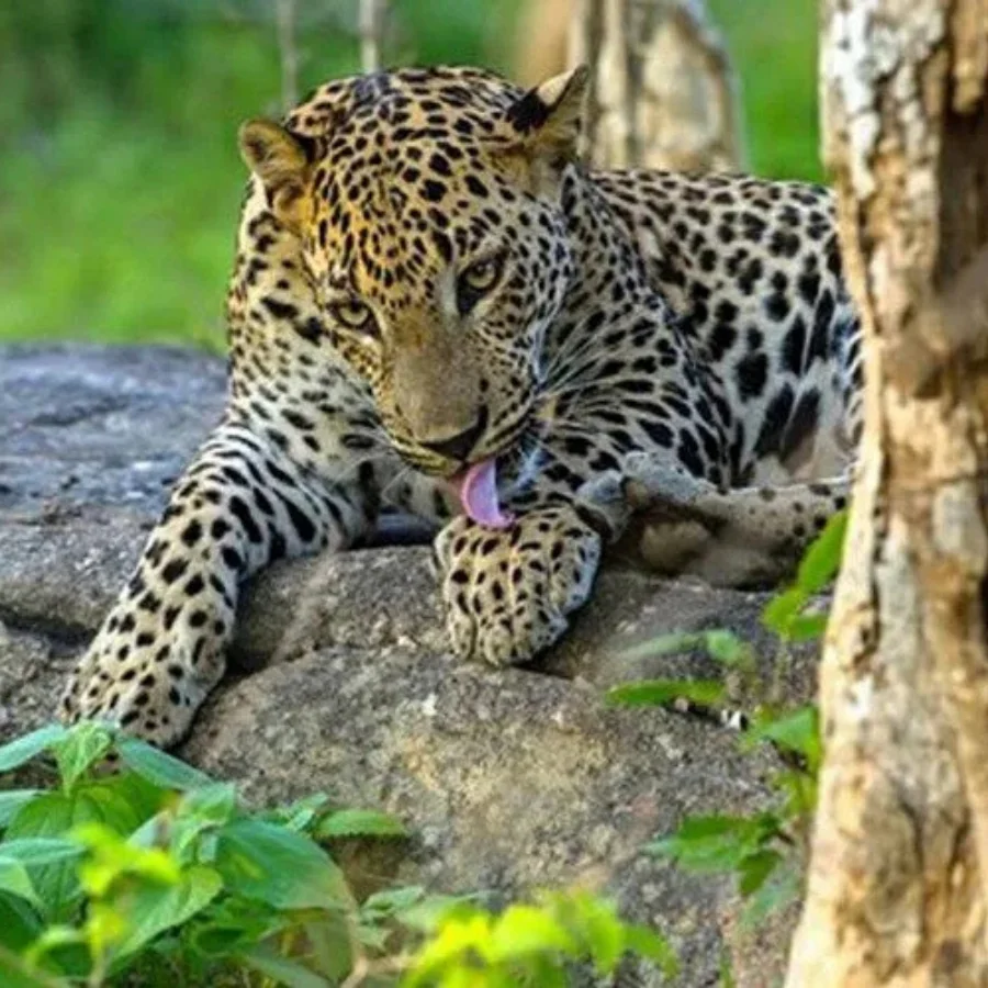 Yala National Park