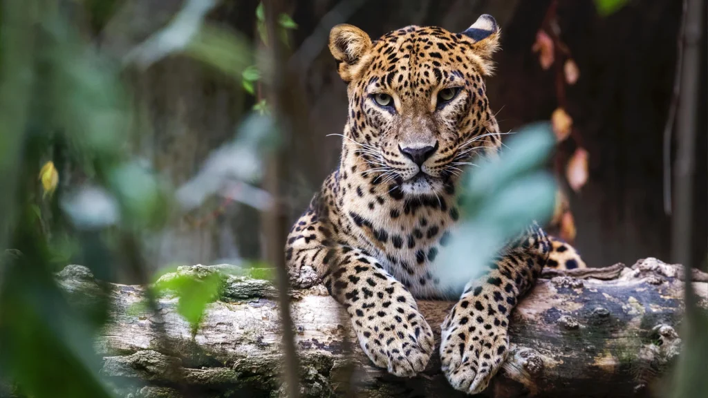 Yala Safari Yala National Park
