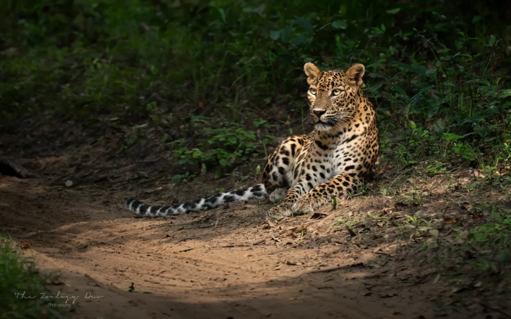 Safari Sri-lanka-safari-leopard-wilpattu-national-park