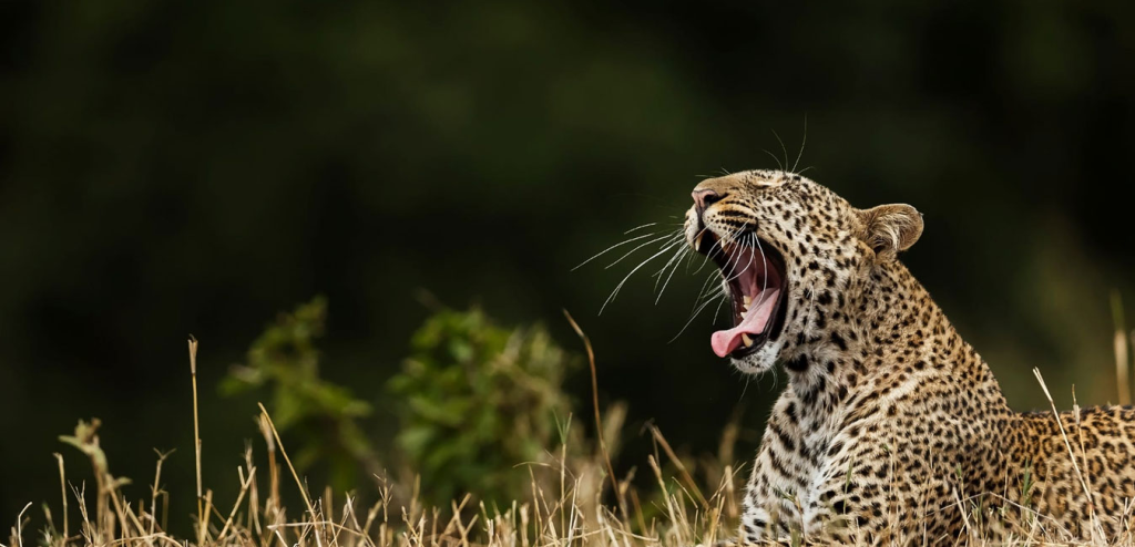 Book Private Yala Safari: 5 Ultimate Tips to Find That Elusive Leopard! 7 image 11