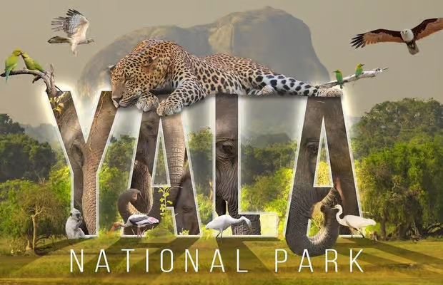 Book Private Yala Safari graphic featuring a leopard, elephants, and birds over the words Yala National Park.