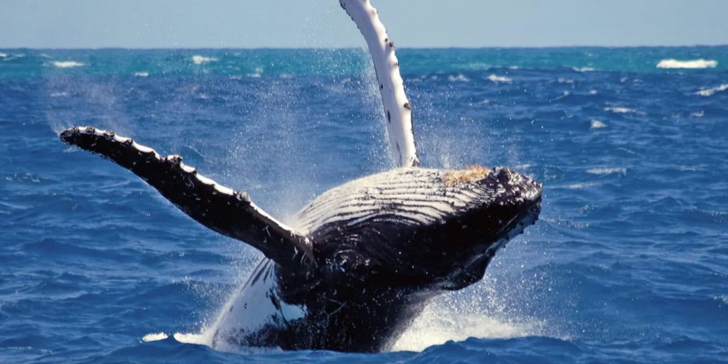 Mirissa Whale Watching Tour: 5 Secrets to Spotting Blue Whales! 6 image 13