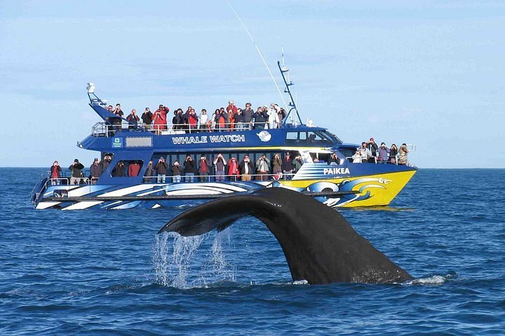 Blue Whales Sri Lanka spouting a breath high into the air during a peak-season Mirissa Whale Watching Tour.