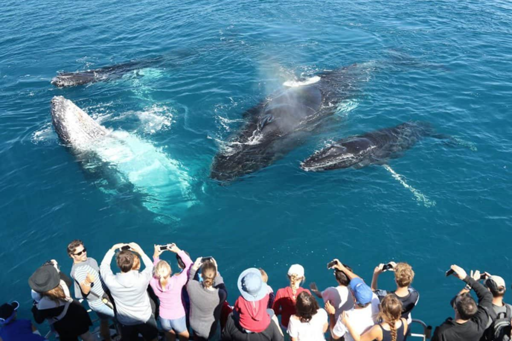 Tourists enjoy a Mirissa Whale Watching Tour on a stable safari boat while a pod of Spinner Dolphins swim alongside, part of the Sri Lanka Wildlife Tours experience.