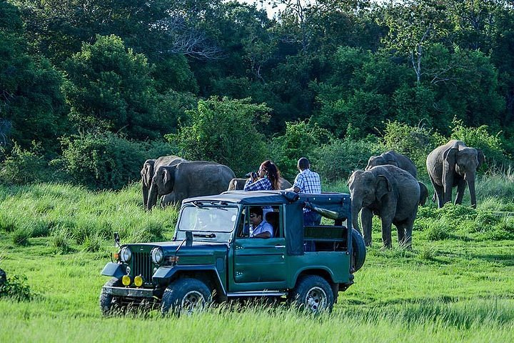 Yala vs Udawalawe: Which Sri Lanka Safari is Truly Best? 2 Sri Lanka safari tours: open-top jeep driving through Udawalawa National Park.