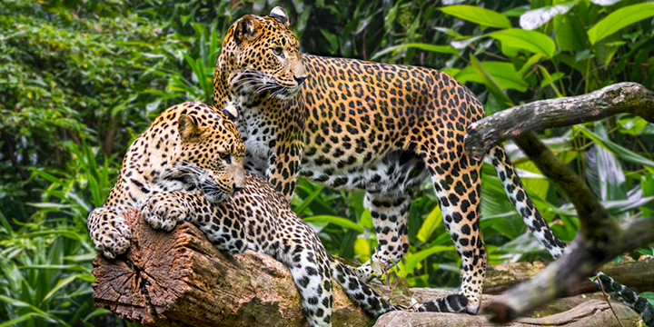 Best Time for Safari in Sri Lanka: The 4 Ultimate Months 2 Best Time for Safari in Sri Lanka: A Sri Lankan Leopard resting on a rock outcrop in Yala National Park during the dry season.