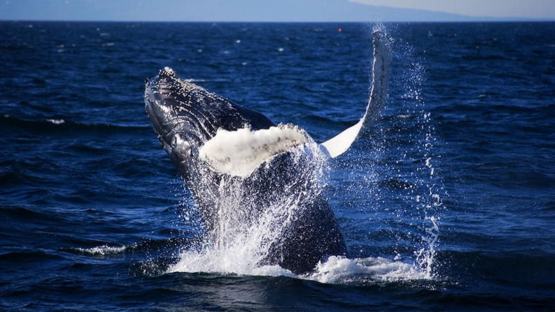 Best Time for Safari in Sri Lanka: The 4 Ultimate Months 3 Best Time for Safari in Sri Lanka for marine life: A Blue Whale surfacing near a certified whale watching boat in Mirissa.