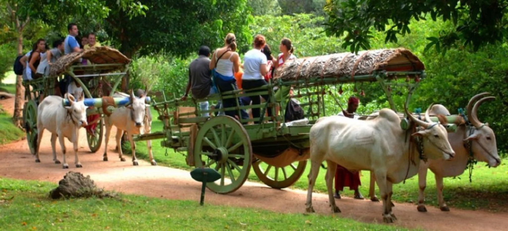 Hot Air Balloon Ride: 7 Magical Secrets to See Dambulla from Above 3 An authentic Hiriwadunna Village Tour experience, showcasing traditional Sri Lankan village life and local activities.