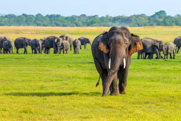 Ancient Kings & Wild Elephants: 7 Ultimate Reasons to Book Polonnaruwa Safari 2 Wild Asian elephant drinking at Minneriya Tank during a Safari Combo Tour. book pollonaruwa safari