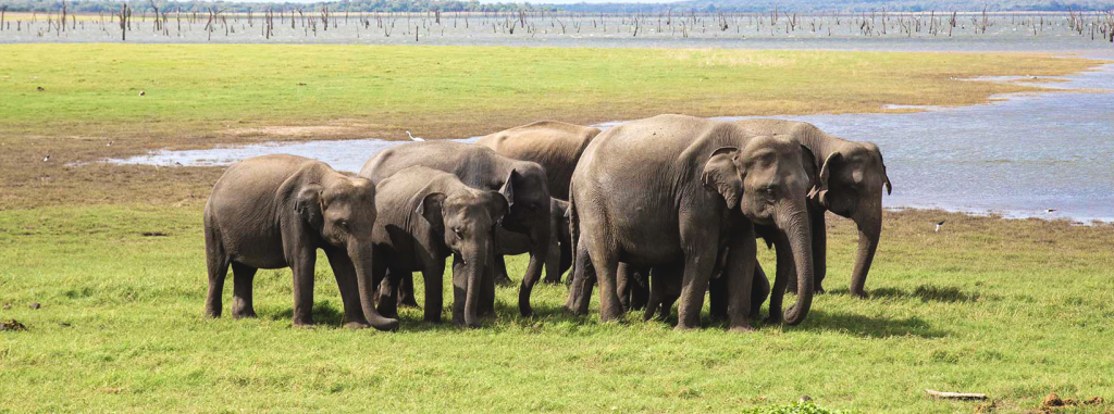 Sri Lanka Wildlife Safari