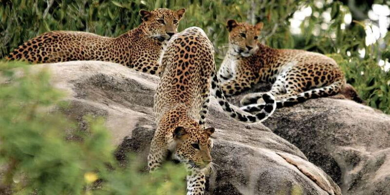 Sri Lanka Wildlife Safari: Top 5 Ultimate Spots to See Wildlife! 1 A Sri Lankan leopard resting in Yala National Park, the ultimate destination for a Sri Lanka Wildlife Safari.