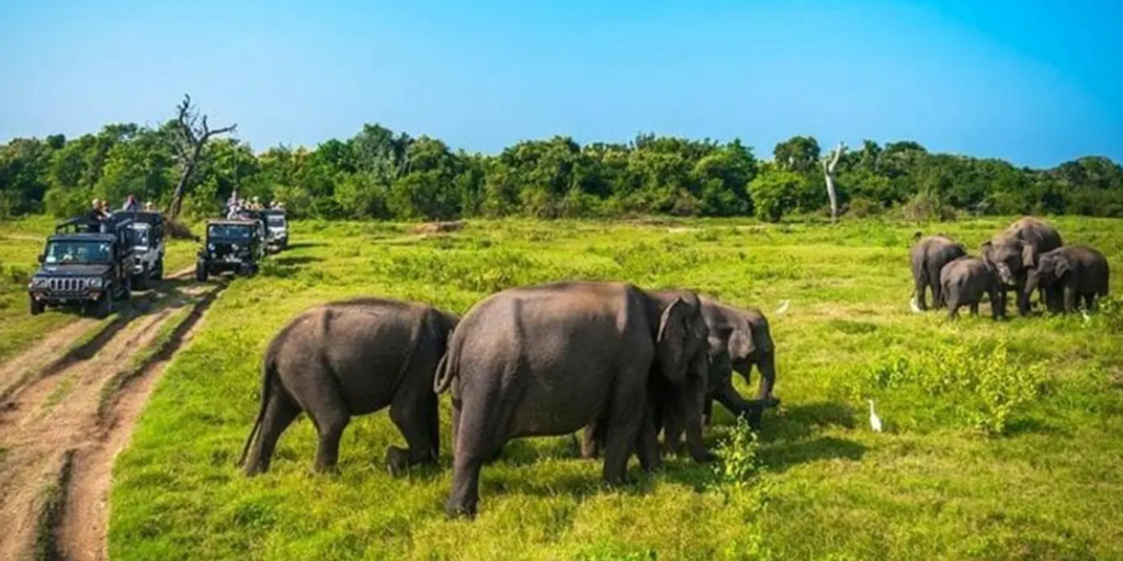 Sri Lanka Wildlife Safari: Top 5 Ultimate Spots to See Wildlife! 2 Wild elephant walking in a Wilpattu villu, highlighting the serene Wilpattu National Park Safari experience.