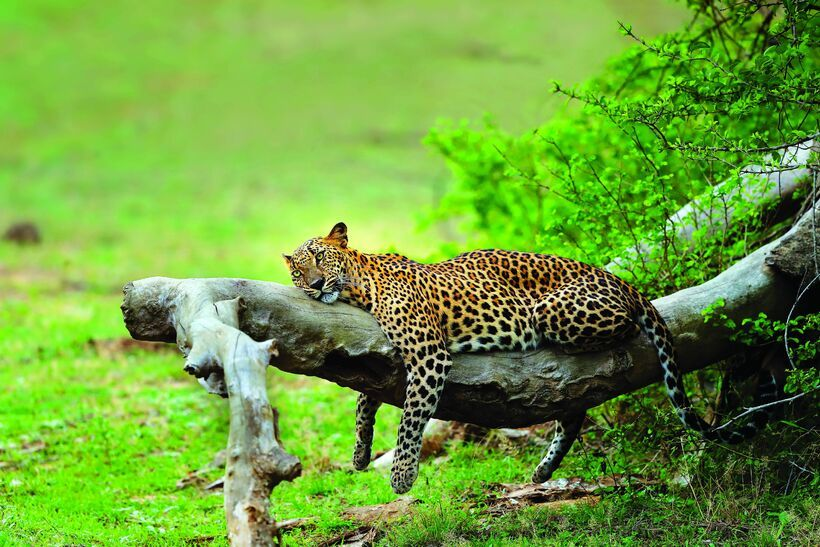Leopard Safari