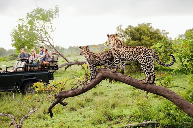 Yala vs Udawalawe: Which Sri Lanka Safari is Truly Best? 9 image 6